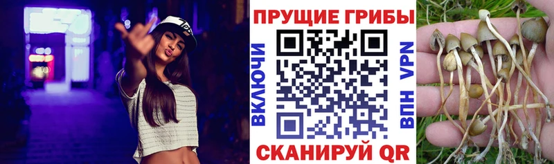 mega зеркало  где продают наркотики  Кедровый  Псилоцибиновые грибы ЛСД 